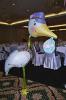 BACAU(BACAU) Baloane Botez,    Decoratiuni cu Baloane Botez,    Baloane Folie Botez cu Heliu,    Barza Botez,    